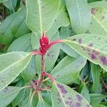 Photinia fraseri برگ