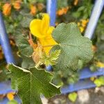 Fremontodendron mexicanum Leaf