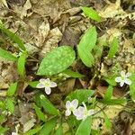 Claytonia caroliniana Flor