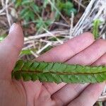 Lindsaea stricta Vrucht