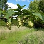 Carpinus japonica Fruit