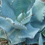 Agave isthmensis Habitus