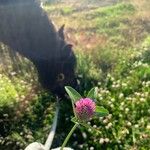 Trifolium alpestre Květ