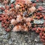 Sedum andegavense Квітка