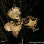 Paeonia californica Плод