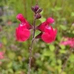 Salvia greggii Цвят