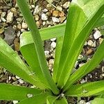 Eremurus himalaicus Leaf