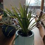 Dracaena reflexa叶