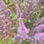 Astilbe japonica ᱵᱟᱦᱟ