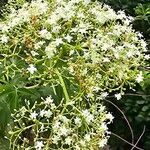 Sambucus canadensisBloem