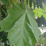 Pterospermum acerifolium Hoja
