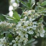 Pyrus elaeagrifolia 花