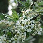 Pyrus elaeagrifolia Blodyn