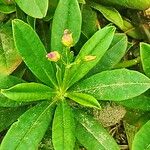 Talinum fruticosum Flower