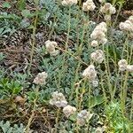 Antennaria dioicaFlower