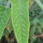 Salvia canariensis List