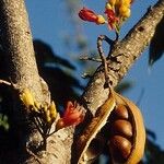 Castanospermum australe Цвят