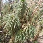 Dudleya edulis Hoja