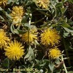 Centaurea acaulis 其他