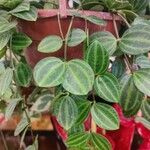 Peperomia quadrangularis Hoja