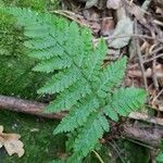 Dryopteris dilatata Leaf
