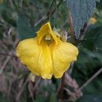 Impatiens noli-tangere Flower