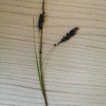 Carex flaccaFlower