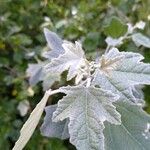 Populus alba Feuille