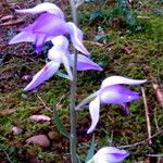 Cephalanthera rubra Flor