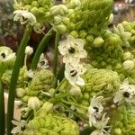 Melomphis arabica Цветок