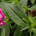 Dianthus barbatus Hoja