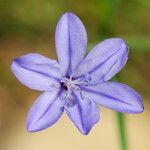Aphyllanthes monspeliensis Blomma