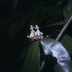Macrolobium bifolium Flor