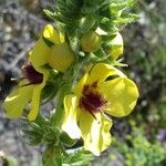 Verbascum boerhavii Blüte