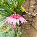 Bulbophyllum longiflorum Flower