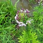 Cleome spinosa Blodyn