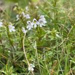 Euphrasia salisburgensis Habitatea