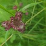 Astrantia majorBlüte