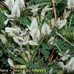 Astragalus greuteri Floare