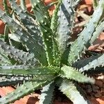 Aloe humilis Hoja