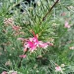 Grevillea rosmarinifolia 果