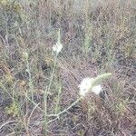 Dalea candida Flower