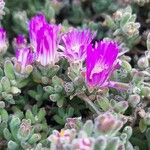 Mesembryanthemum nodiflorum Blomma