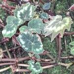 Begonia palmata Облик