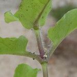 Myosoton aquaticum 葉