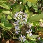 Symphyotrichum cordifolium Fiore