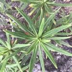 Echium onosmifolium Blatt