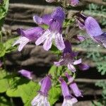 Penstemon smallii Flower