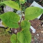 Reynoutria japonica Liść