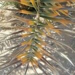 Phoenix dactylifera 葉